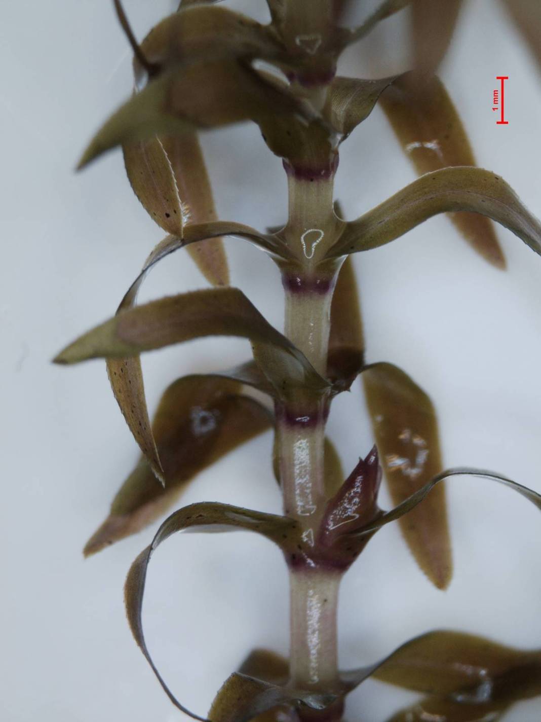 İstilacı yabancılar o kentte tabiat parkını ele geçirdi! Potansiyeli tahmin edilenden fazla 10